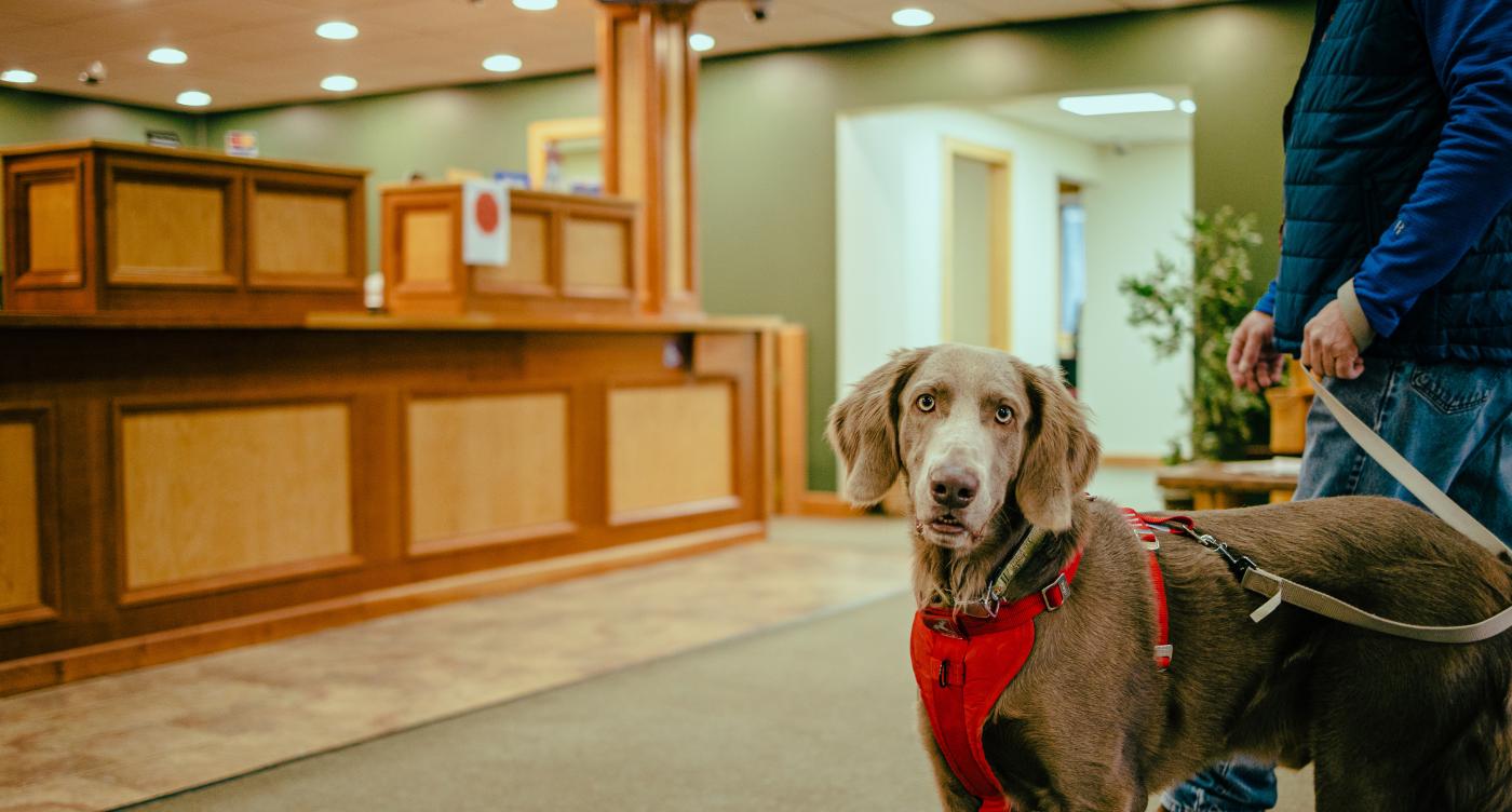 Pets are always welcome at the Adirondack Regional Federal Credit Union.