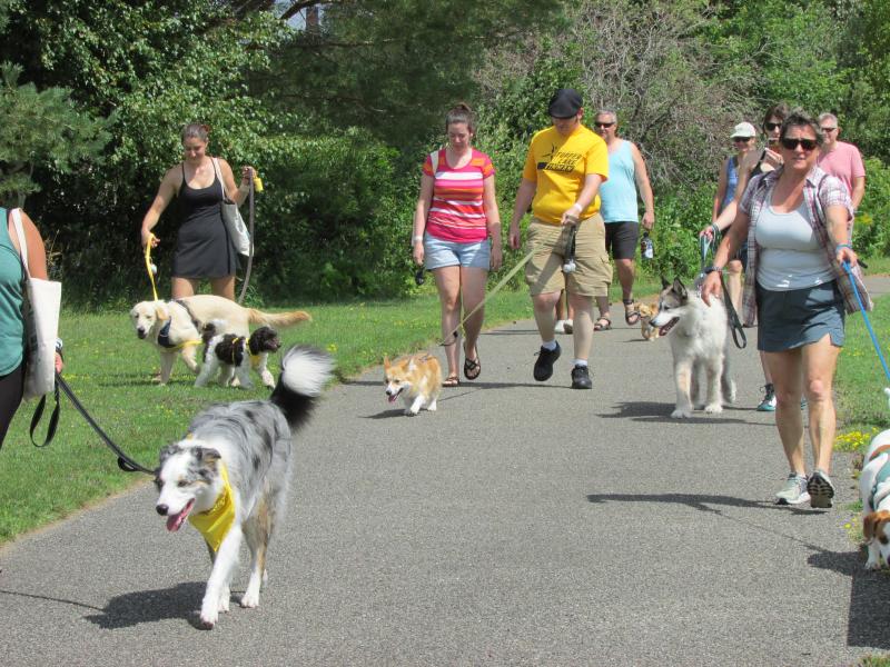 A group of people walking their dogs down a sidewalk in Tupper Lake during the annual Bark in the Park event