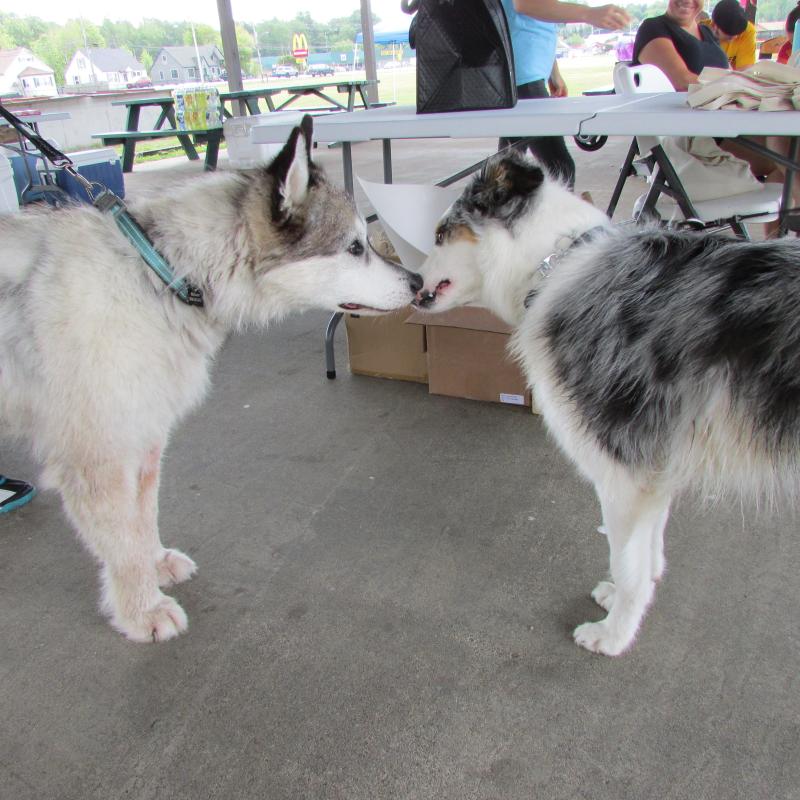 Everyone makes new friends at Bark in the Park.