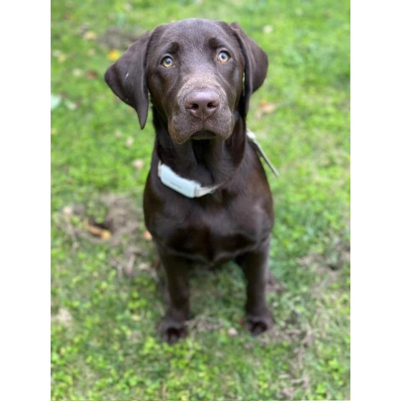 First place winner, beautiful Chocolate lab, Jager, sitting in the grass looking at the camera