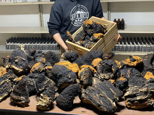 Dried chaga mushrooms spread out on a table with a person unloading more from a crate.