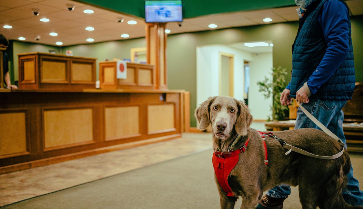 Beautiful dog on a leash inside the pet friendly Tupper Lake branch of Adirondack Regional Federal Credit Union