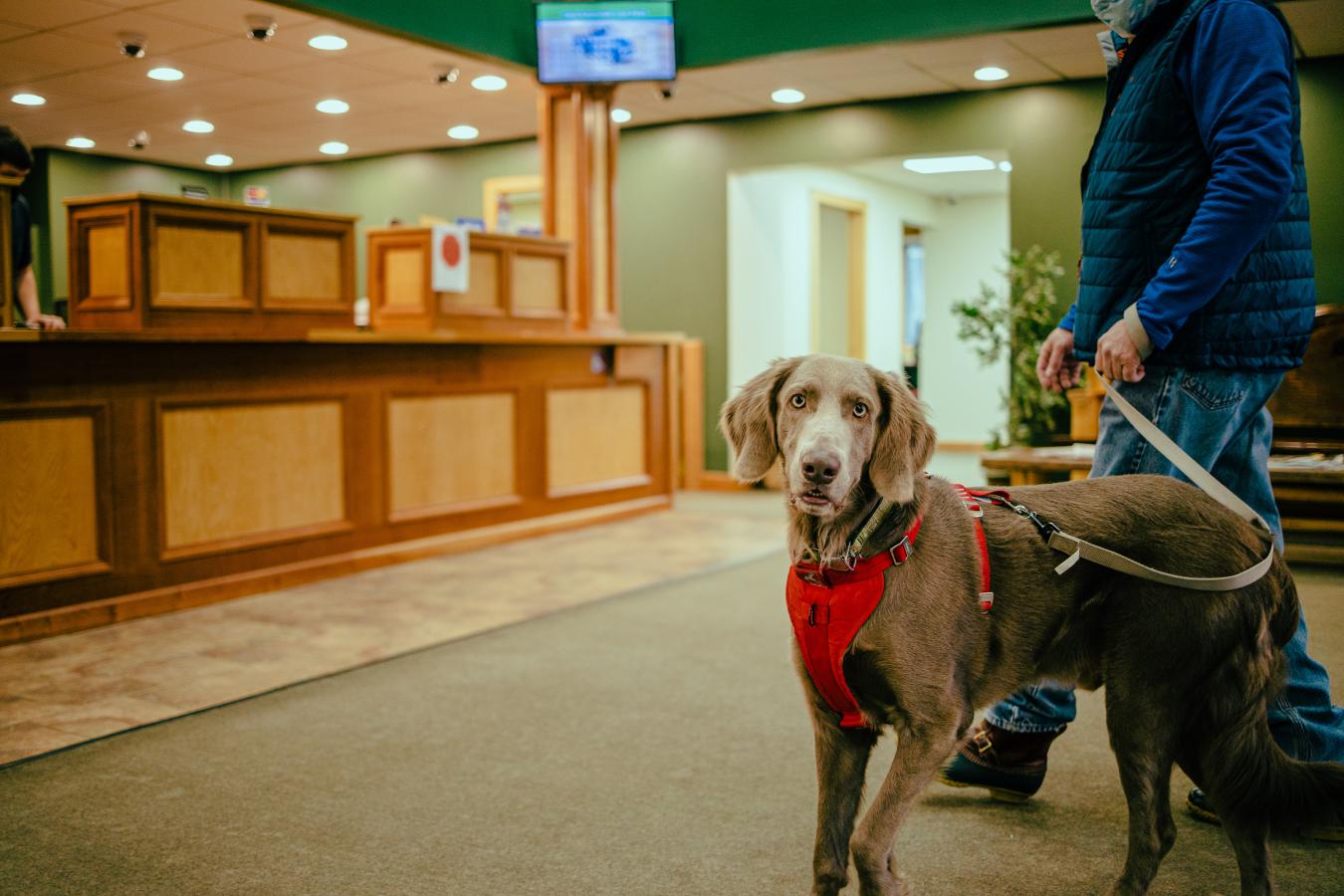 Happy dog visiting the tupper lake branch of Adirondack Regional Federal Credit Union