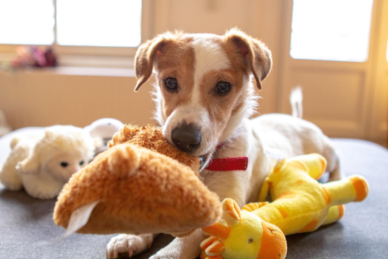Small dog surrounded by pet toys. 
