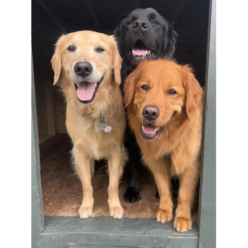 A trio of two golden retrievers and a black lab