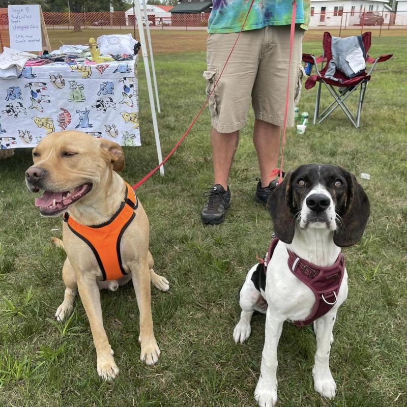 Two dogs in harnesses at the Bark in the Park Event