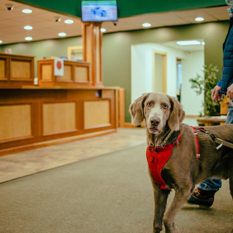 Gray dog standing lobby of pet-friendly Adirondack Regional Federal Credit Union